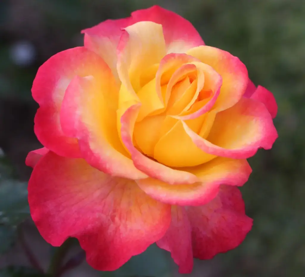 Rosier Flaming Star Pot C5Litres