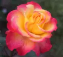 Rosier Flaming Star Pot C5Litres