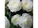 Rosier Alabaster Pot C3Litres