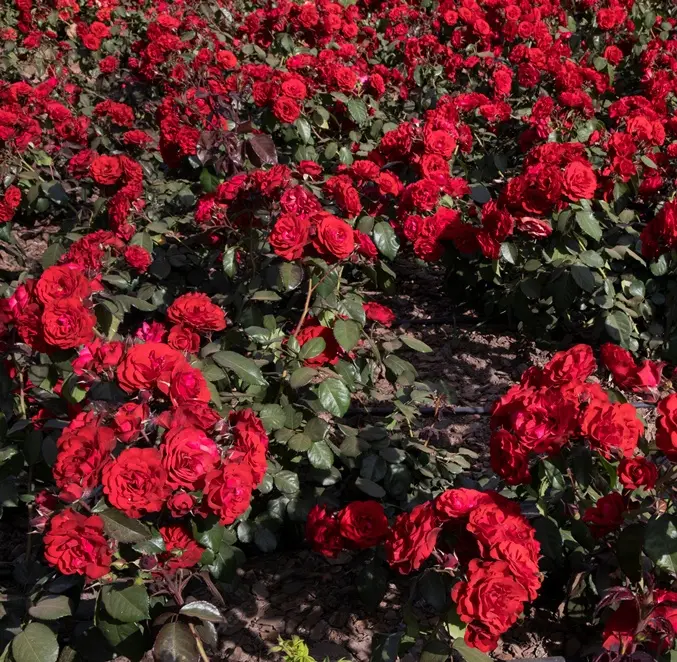 Rosier Europeana Pot C3L