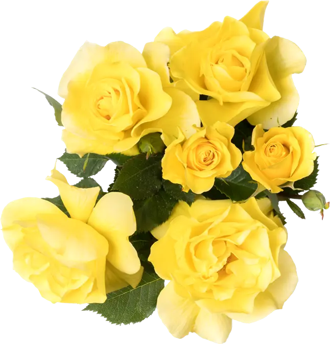 [112215] Rosier Friesia Pot ** Parfumé **