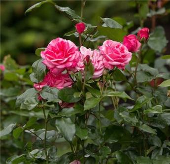 [144872] Rosier Grandma S Blessing Easy Elegance® Pot C3.6Litres