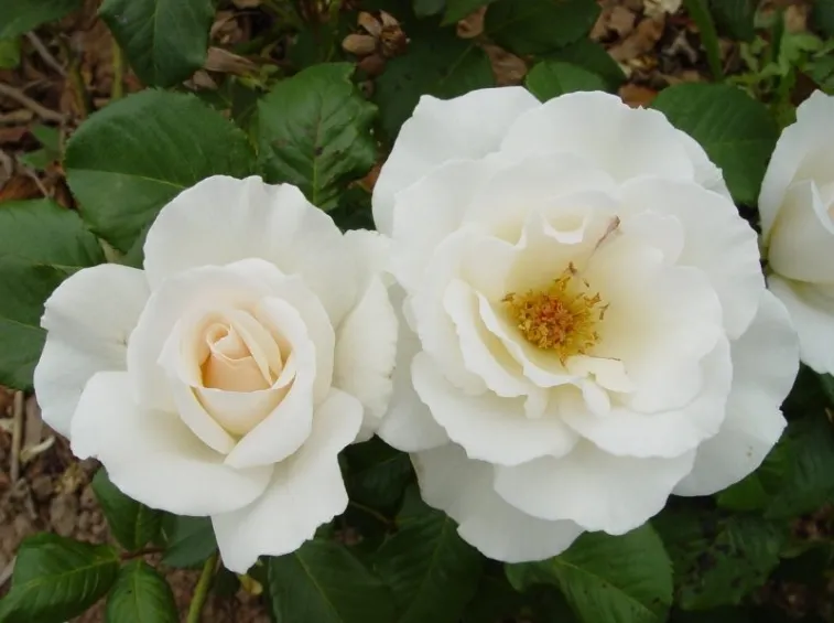 Rosier Margaret Merril Pot