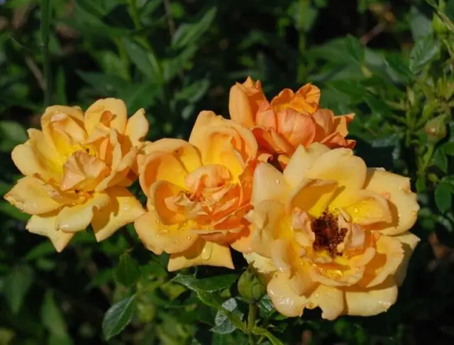 Rosier Amber Nectar Pot P15-17