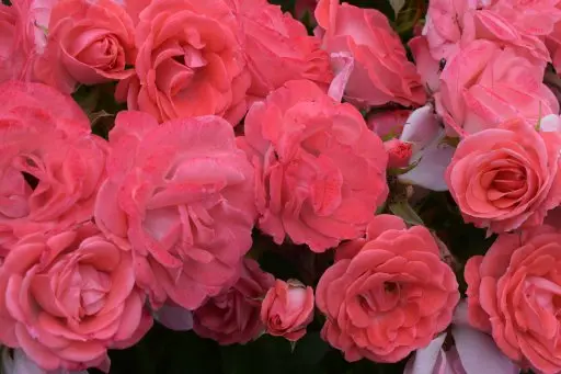 Rosier Windekind Pot C3.5Litres