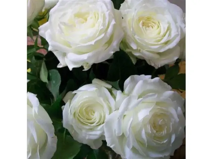 [141697] Rosier Alabaster Pot C5