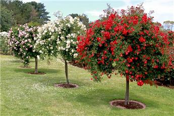 Rosier Open Arms Pleureur tige 140 cm Pot