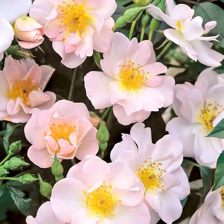[138879] Rosier Open Arms Pleureur tige 140 cm Pot