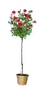Rosier Dame De Coeur tige 90 cm Pot