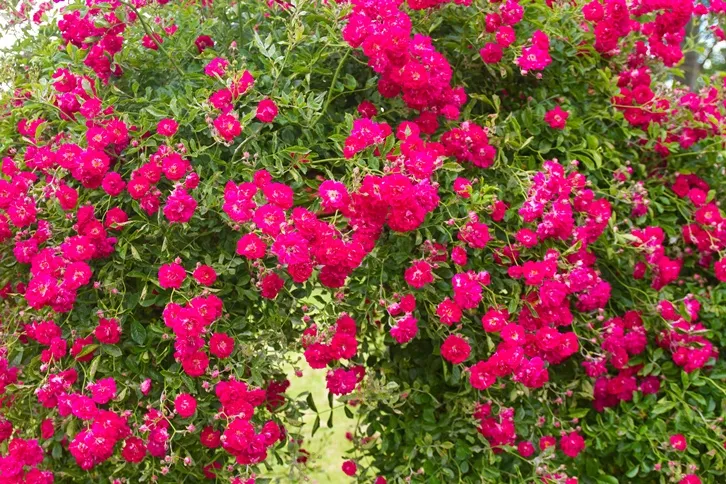 [138682] Rosier Excelsa tige 140 cm Pot