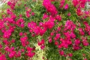 Rosier Excelsa tige 140 cm Pot
