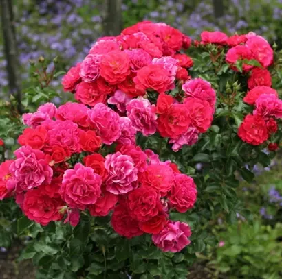 Rosier Heidefeuer Tige 90 cm P24 - C5L