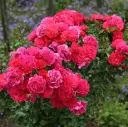 Rosier Heidefeuer Tige 90 cm P24 - C5L