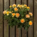 Rosier Hansestadt Rostock Tige 110 cm Pot P24 cm