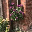 Rosier Minerva Tige 110 cm Pot ** Très parfumé **