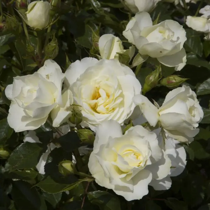 [133090] Rosier Meilove White Tige 110 cm Pot P24 cm
