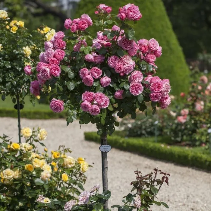 [107341] Rosier Leonardo Da Vinci (Rose) Tige 110 cm Pot P24 cm