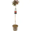 Rosier Meilove Orange Tige 110 cm P24 cm
