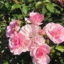 Rosier Bonica Tige 110 cm Pot P24 cm