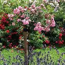 Rosier Fairy Tige 110 cm Pot