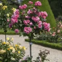 Rosier Leonardo Da Vinci (Rose) Tige 90 cm Pot