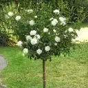 Rosier Meilove White tige 90 cm Pot P24 cm