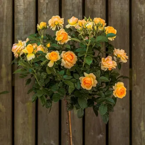 [143542] Rosier Hansestadt Rostock Tige 90 cm Pot P24 cm