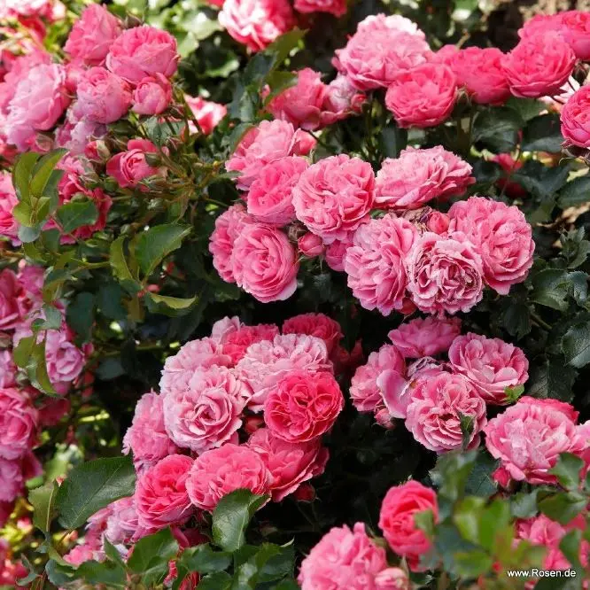 Rosier Moin Moin tige 90 cm Pot