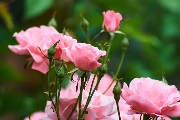 Rosier Queen Elisabeth Pot C10Litres Tige 110 cm