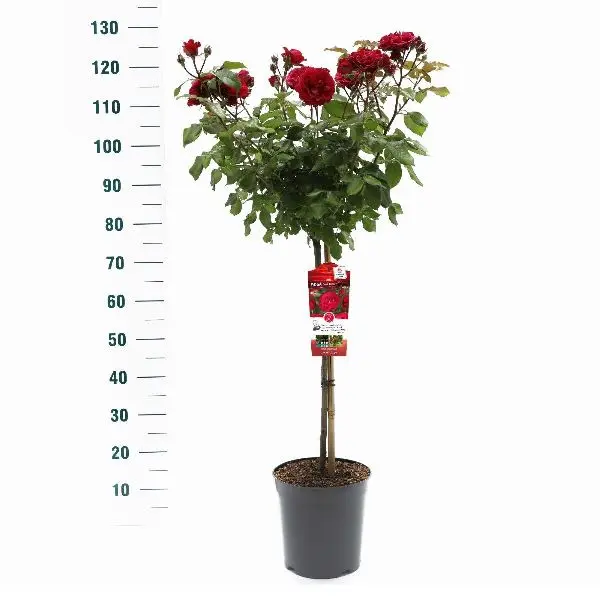 Rosier Meilove Red tige 60 cm P24 cm