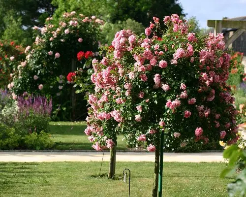 Rosier Meilove Rose tige 60 cm Pot P24 cm