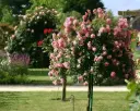 Rosier Meilove Rose tige 60 cm Pot P24 cm