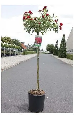 [137472] Rosier Fairy Queen Tige 100 cm Pot C7Litres