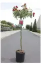 Rosier Fairy Queen Tige 100 cm Pot C7Litres
