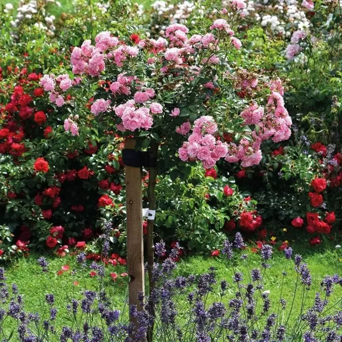 [101704] Rosier Fairy Tige 90-100 cm Pot C7Litres