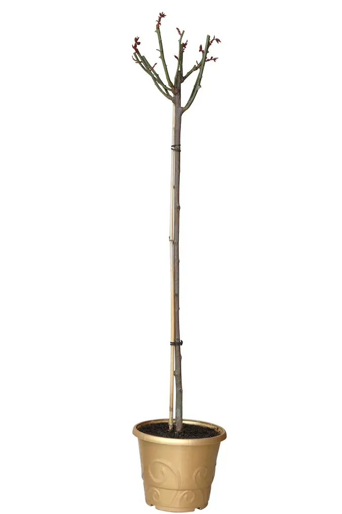 [119419] Rosier Kanegem Tige 110 cm Pot C7.5