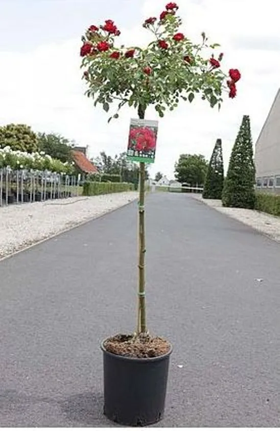 [136468] Rosier Fairy Queen Tige 90 cm Pot