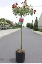 Rosier Fairy Queen Tige 90 cm Pot