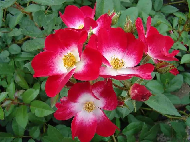 [118928] Rosier Bukavu Tige 90 cm Pot