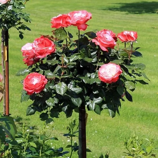 Rosier Nostalgie tige 90 cm Pot