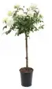 Rosier Meilove White Tige 60 cm P24 cm