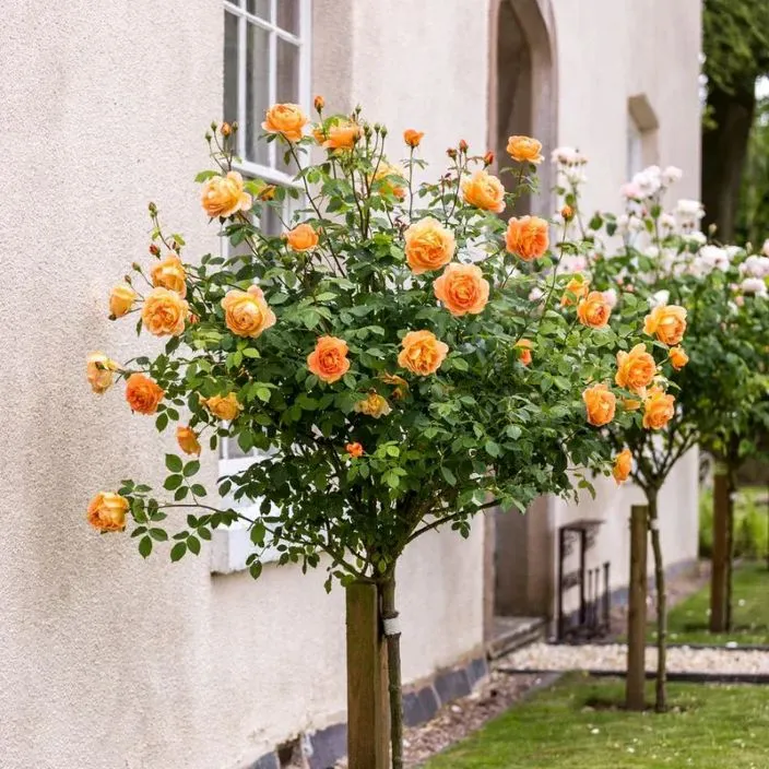 [104374] Rosier Amber Queen tige 100 cm Pot C7Litres