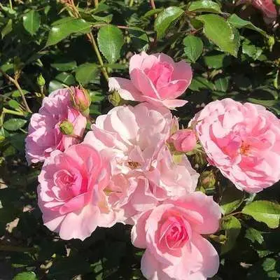 [101612] Rosier Bonica tige 90 cm
