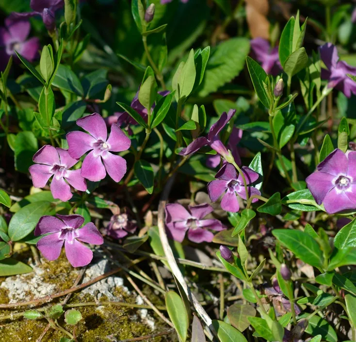 [135590] Vinca minor Atropurpurea  Pot P9 ** Pervenche **
