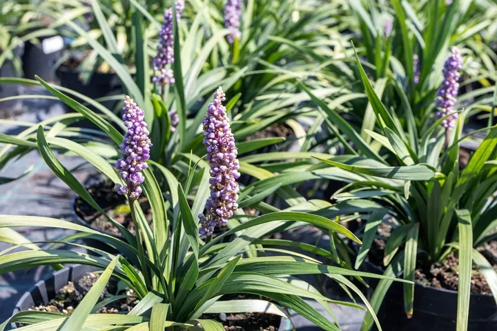 [108826] Liriope muscari Royal Purple pot P17 cm