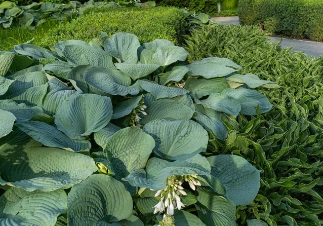 [129675] Hosta sieboldiana Elegans Pot C3L