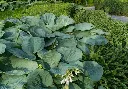 Hosta sieboldiana Elegans Pot C3L