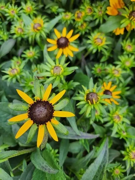 Rudbeckia fulgida Little Gold Star Pot P17cm