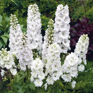 Delphinium magic fountain Pure White Pot P17