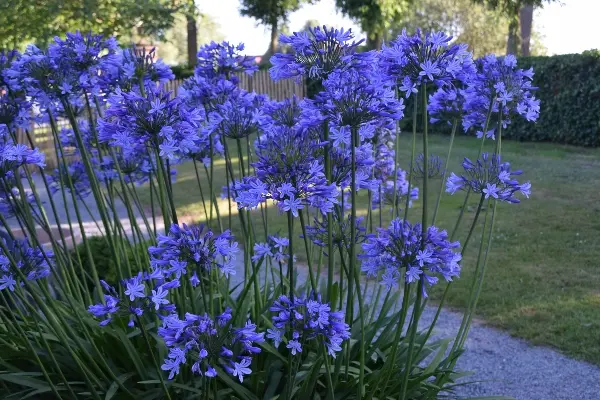 Agapanthus Docteur Brouwer XXL Pot C7.5Litres ** Agapanthe **
